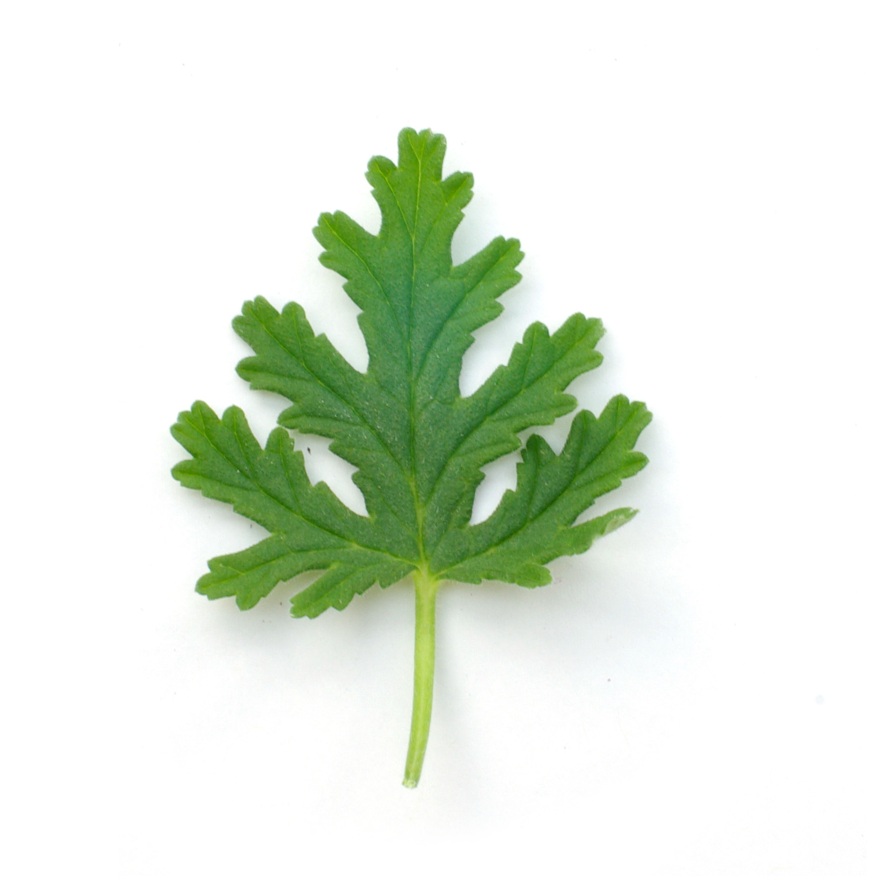 Feuilles - Geranium rosa