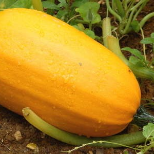 PLANT DE COURGE Spaghetti