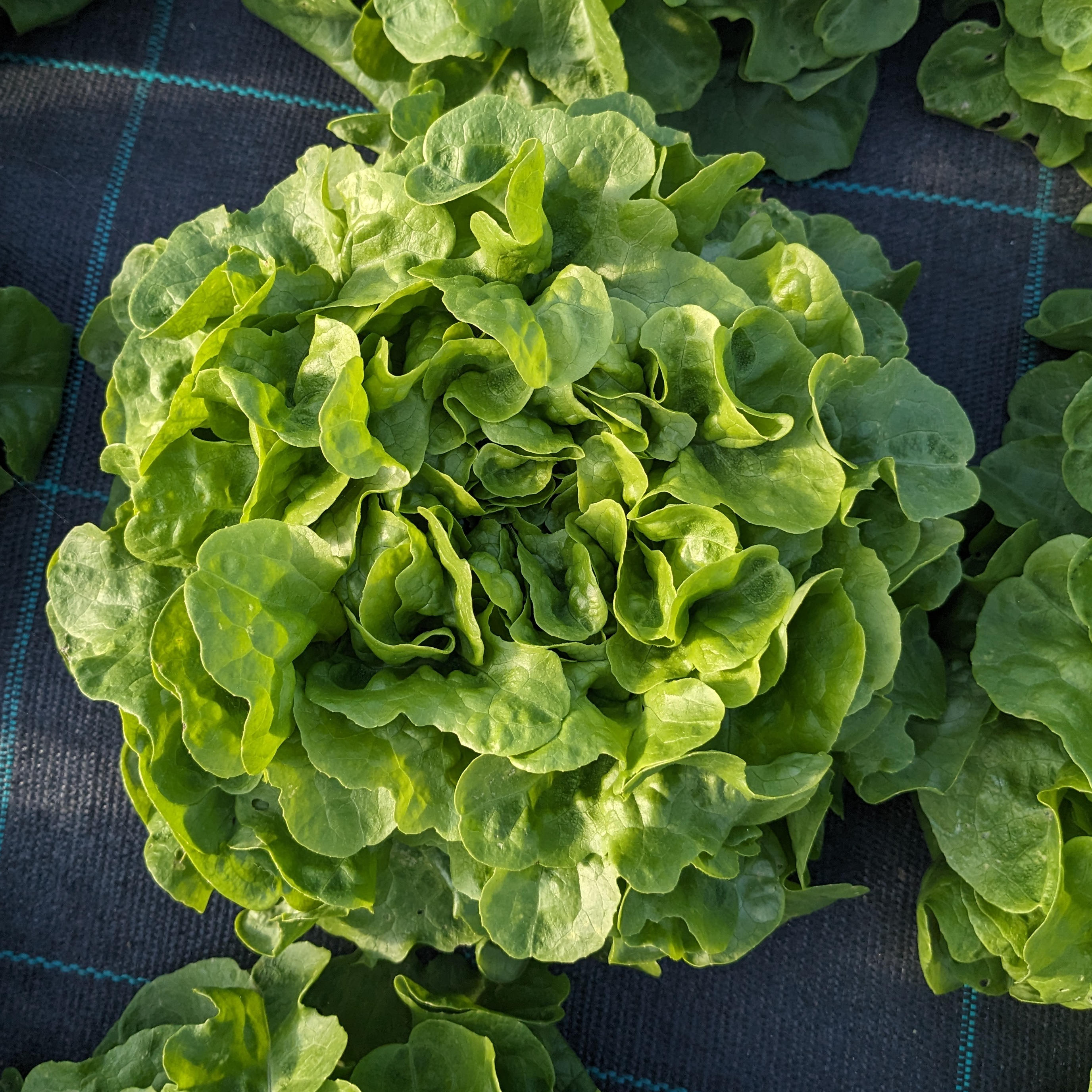 Salade Feuille de chêne verte