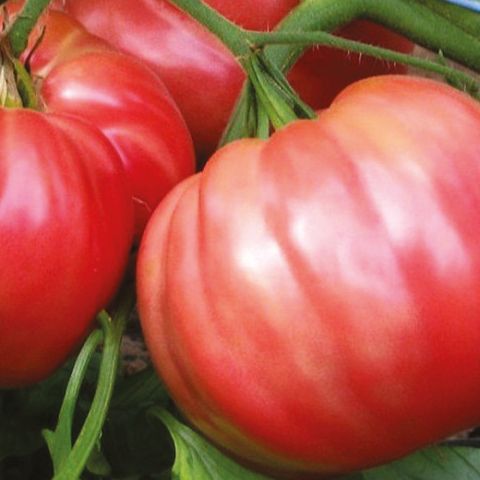 Plant de tomate Rosa