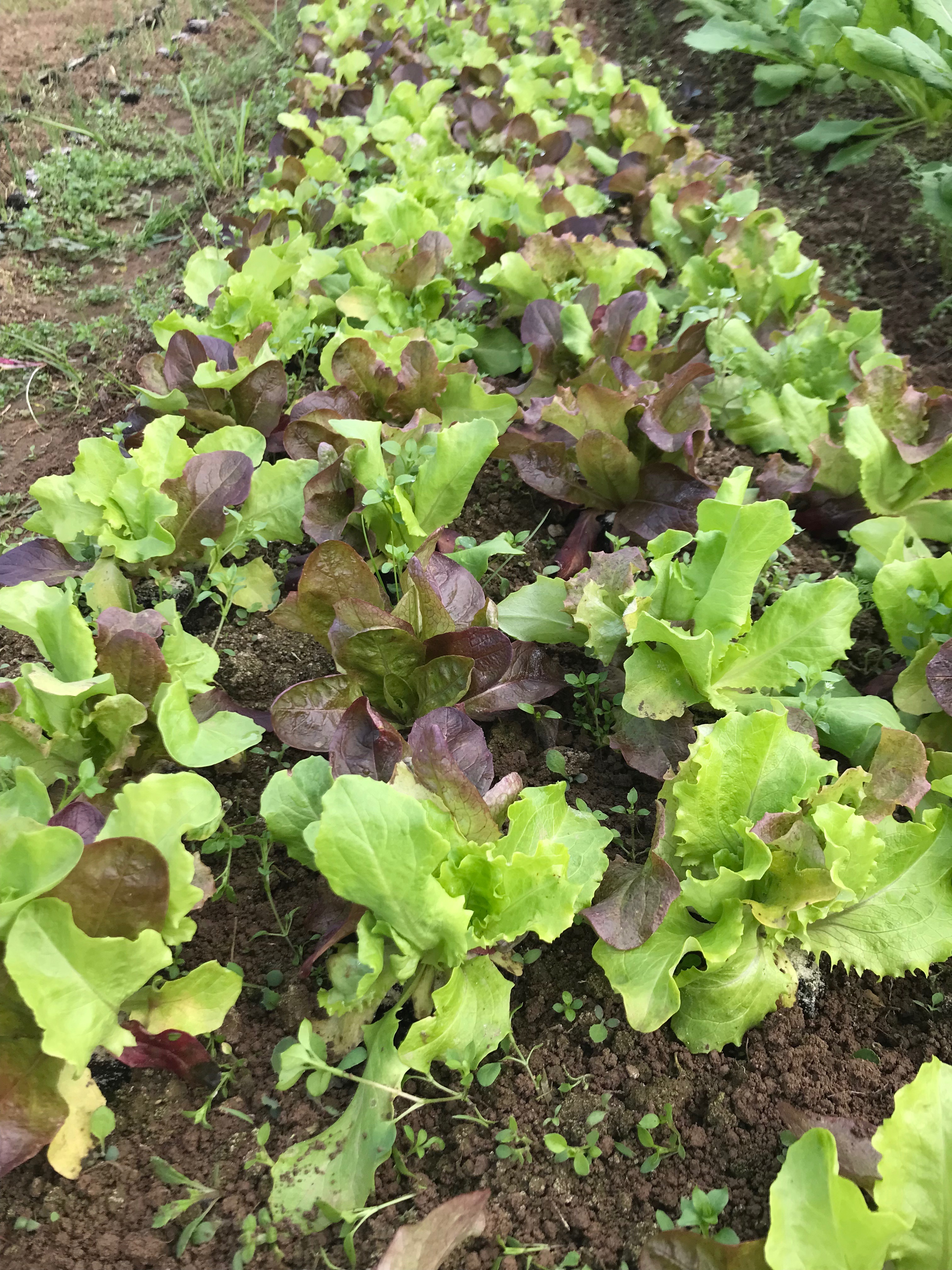 Salade Mesclun - 100g