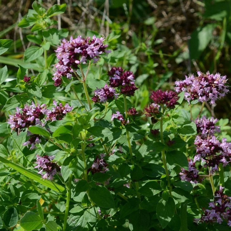 Origan commun en pot 1 litre