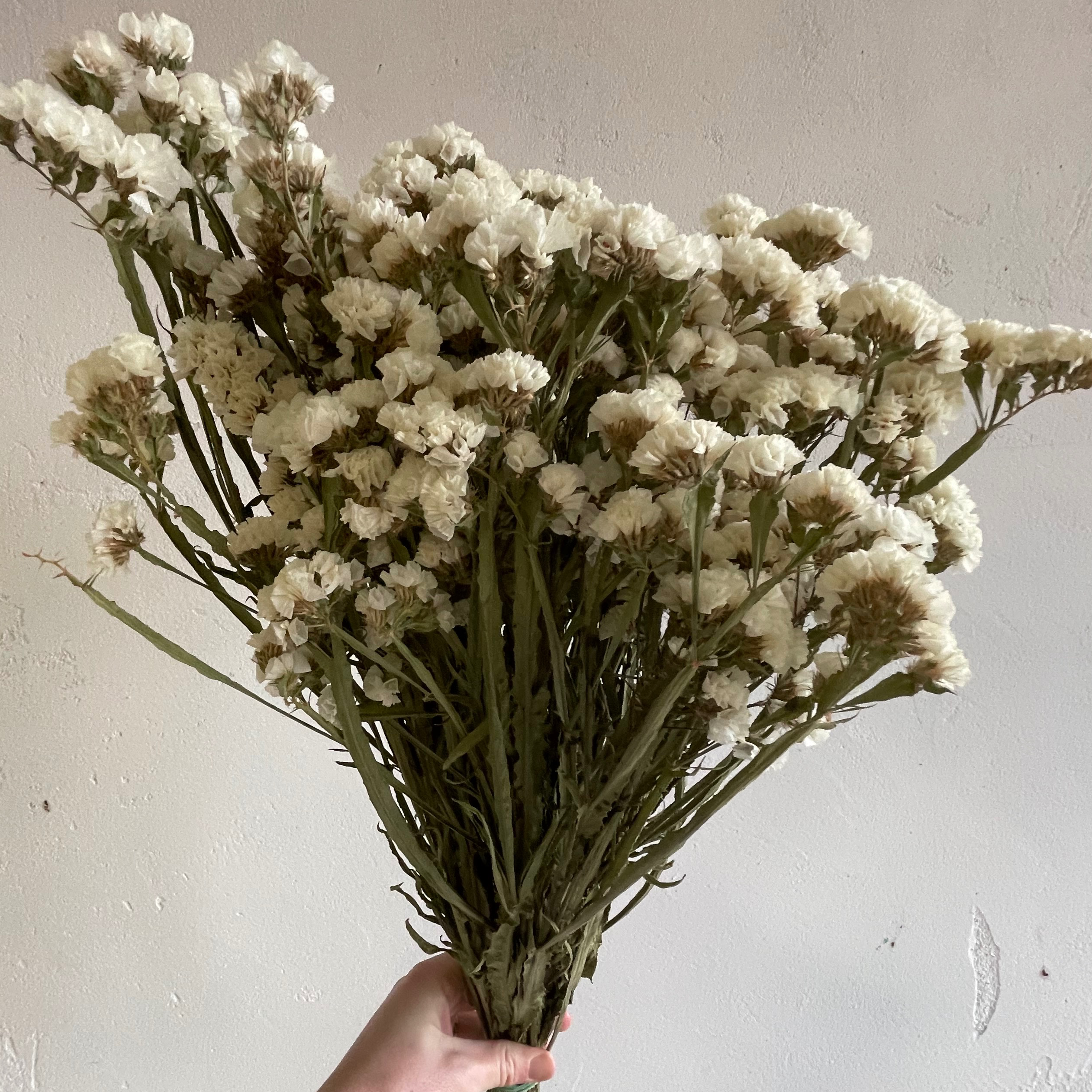 Statice Blanc - 110g