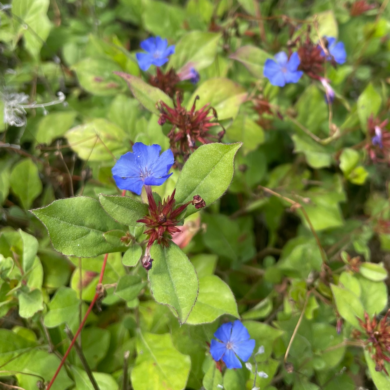Ceratostigma plumbaginoides