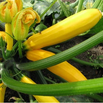 PLANT DE COURGETTE LONGUE JAUNE Gold Rush