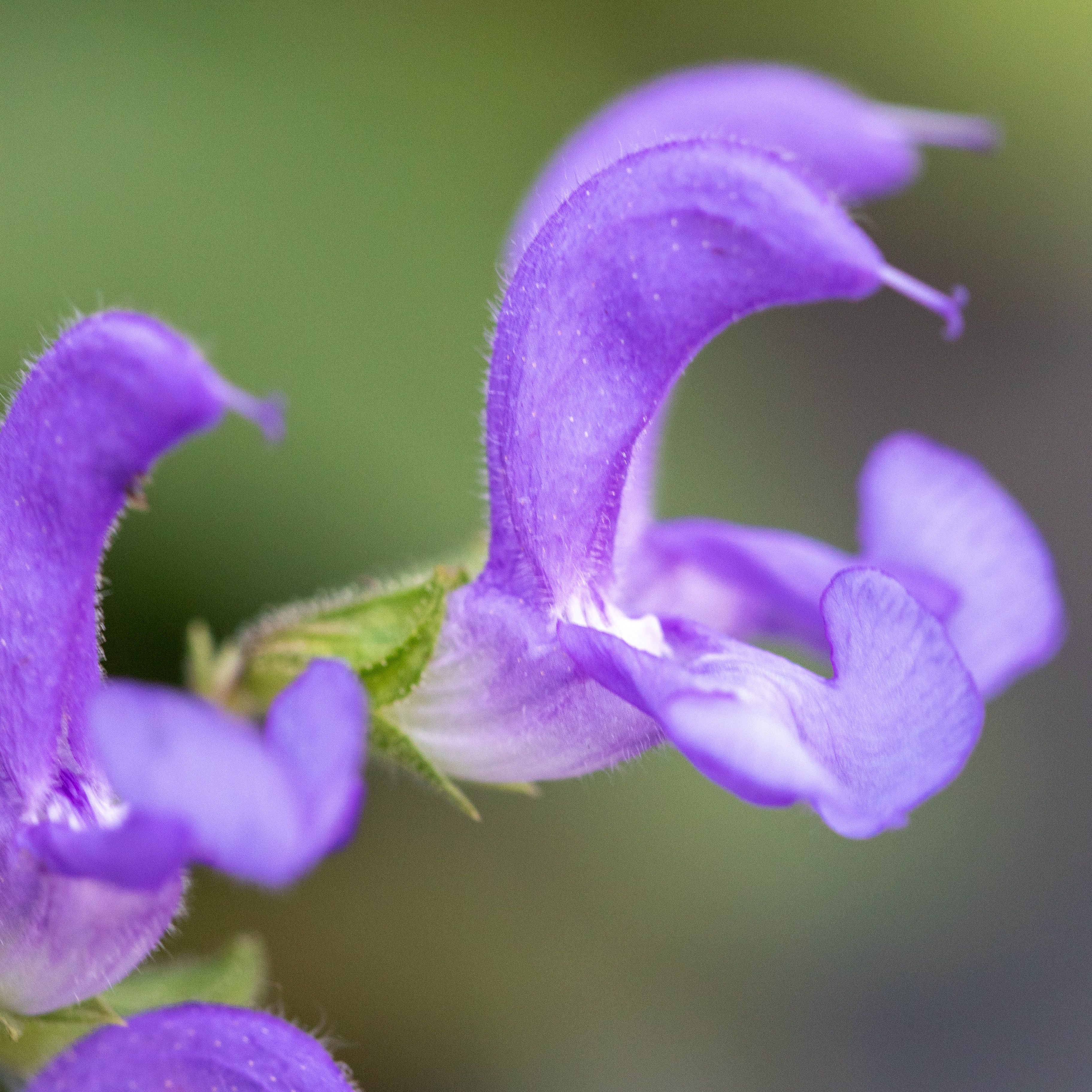 Salvia regeliana