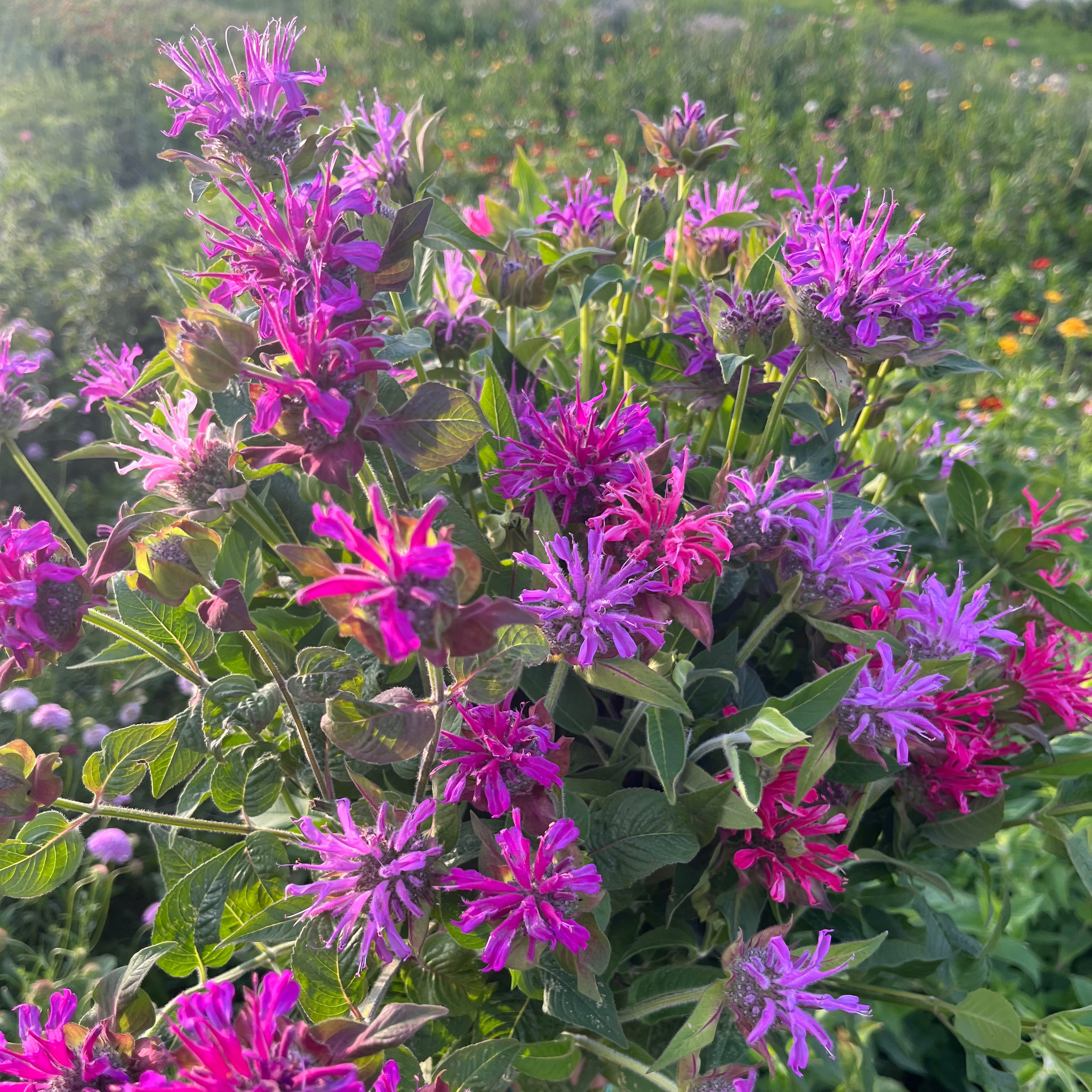 MONARDE - botte 10 tiges