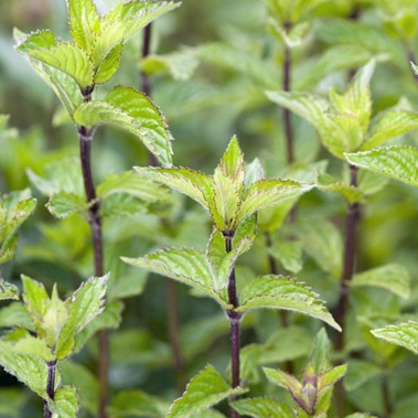 Menthe poivrée - Botte - 50g