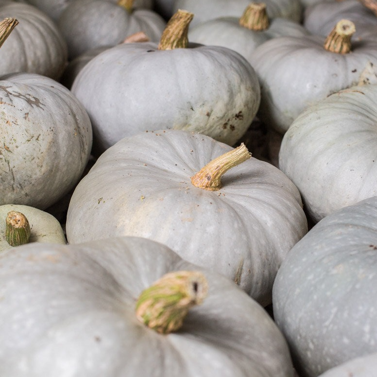 Courge Bleue de Hongrie - 3,8kg