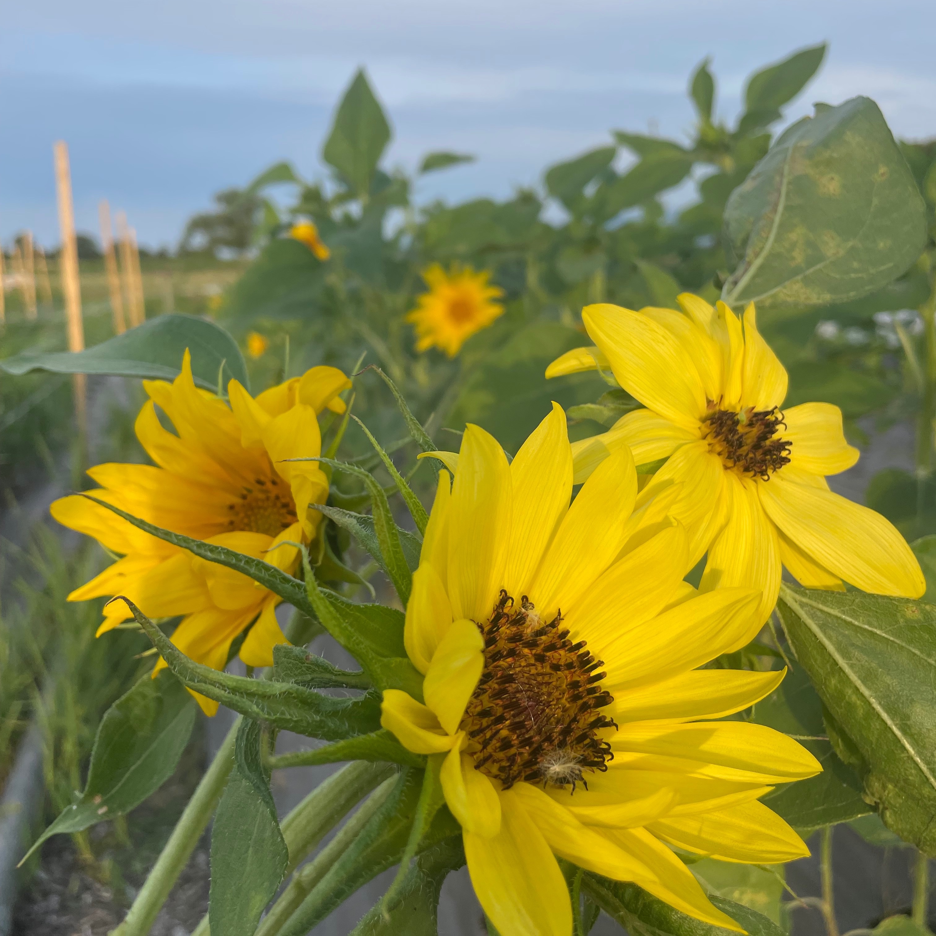 Botte Tournesols - La petite