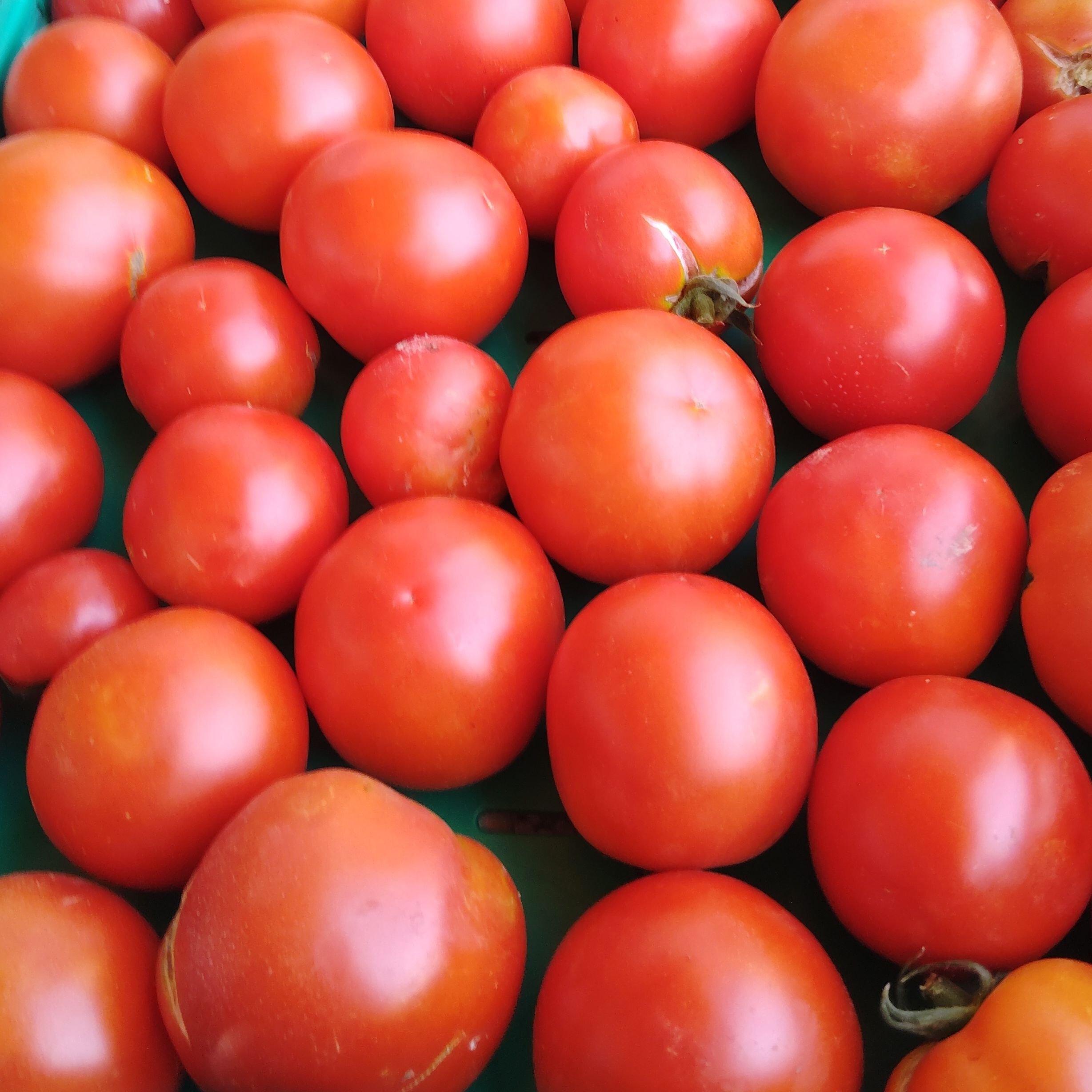Tomates