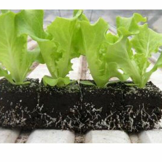 Salades - 6 plants (mini motte)