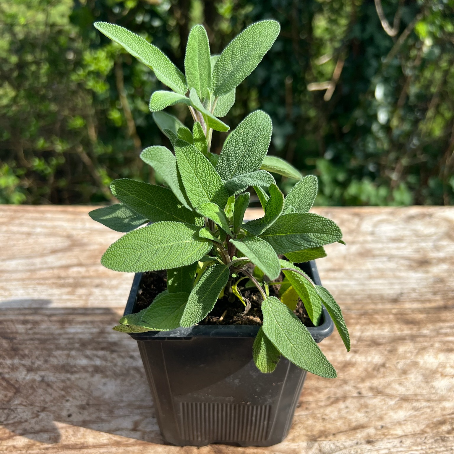 Plant Sauge Officinale Bio - 650g