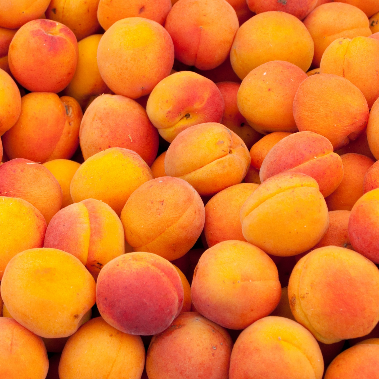 Abricot à confiture