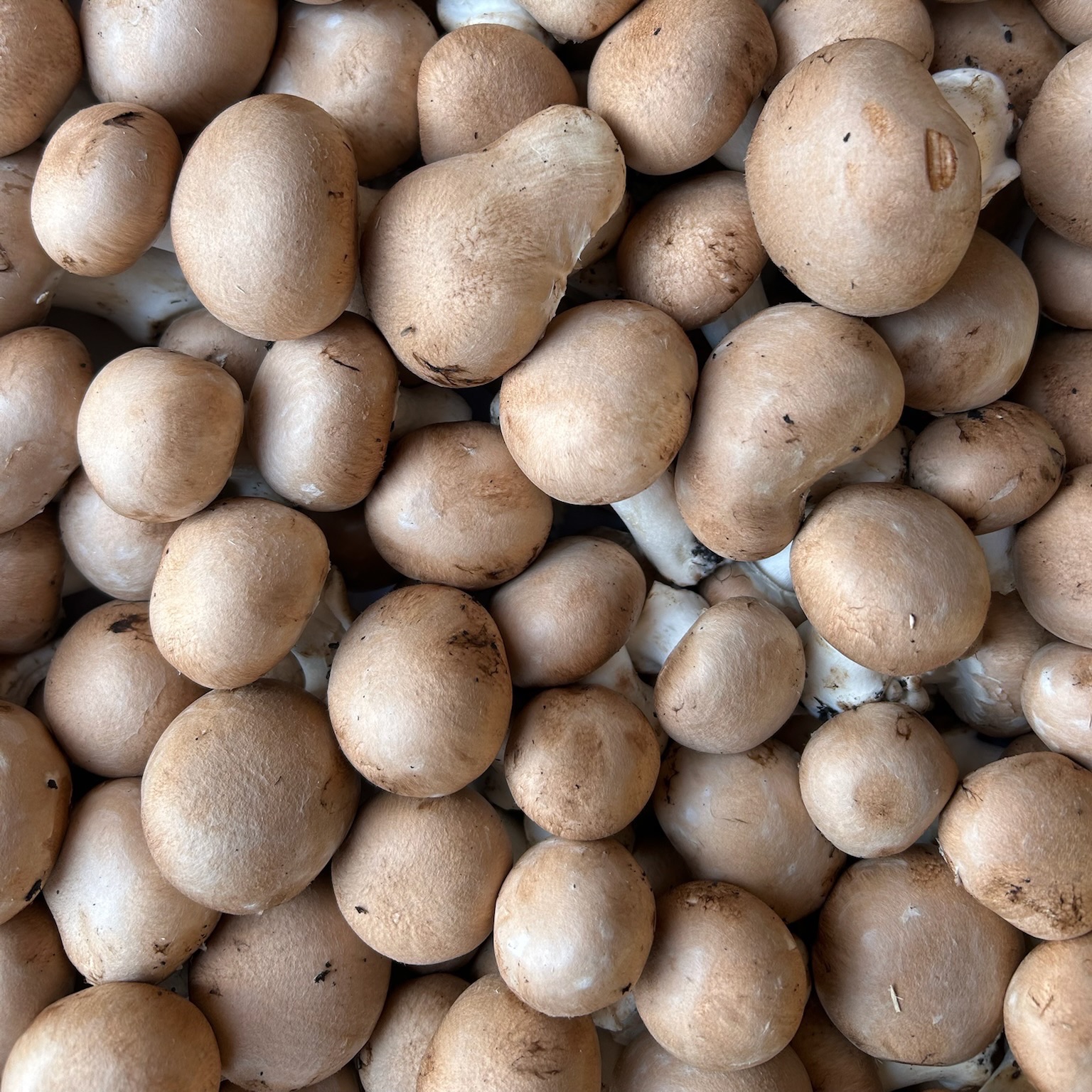 Champignon -500g