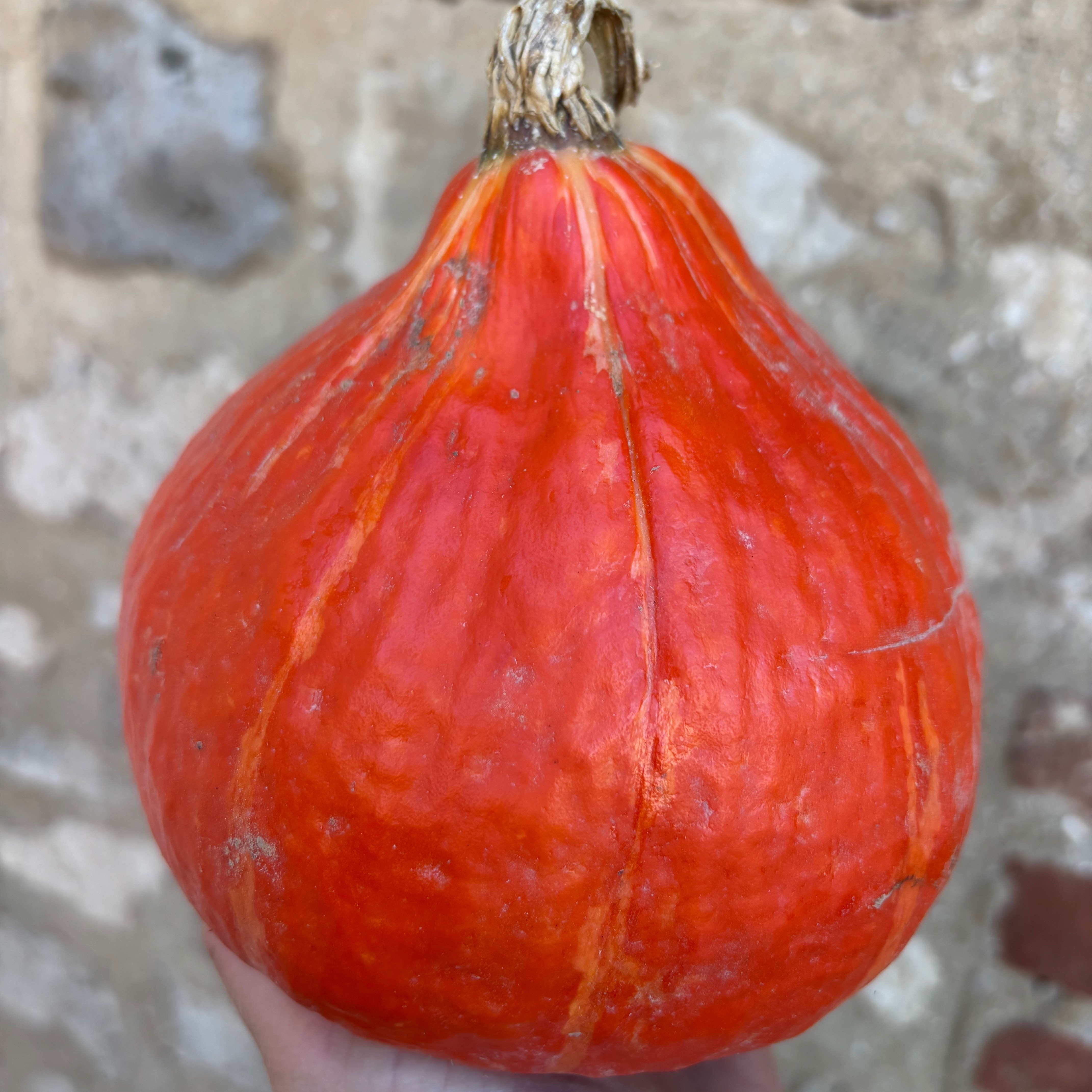 Potimarron 1kg