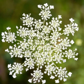 Mini fleurs de Carottes ( par 50)
