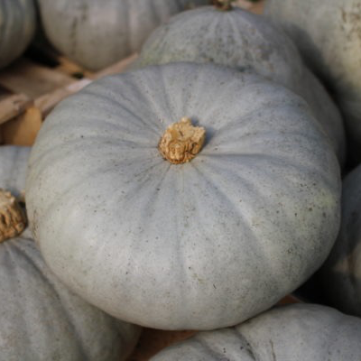 Courge Bleue de Hongrie