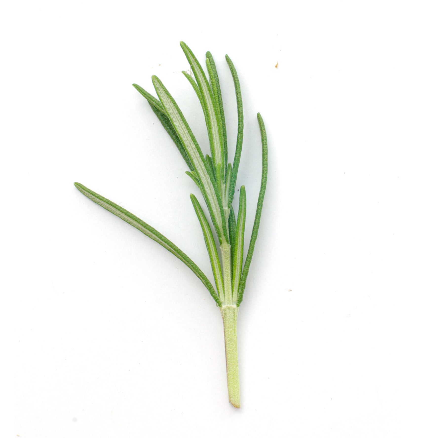 Bouquet - Romarin - 80g