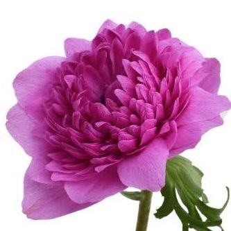 Anémone Levante Fuschia