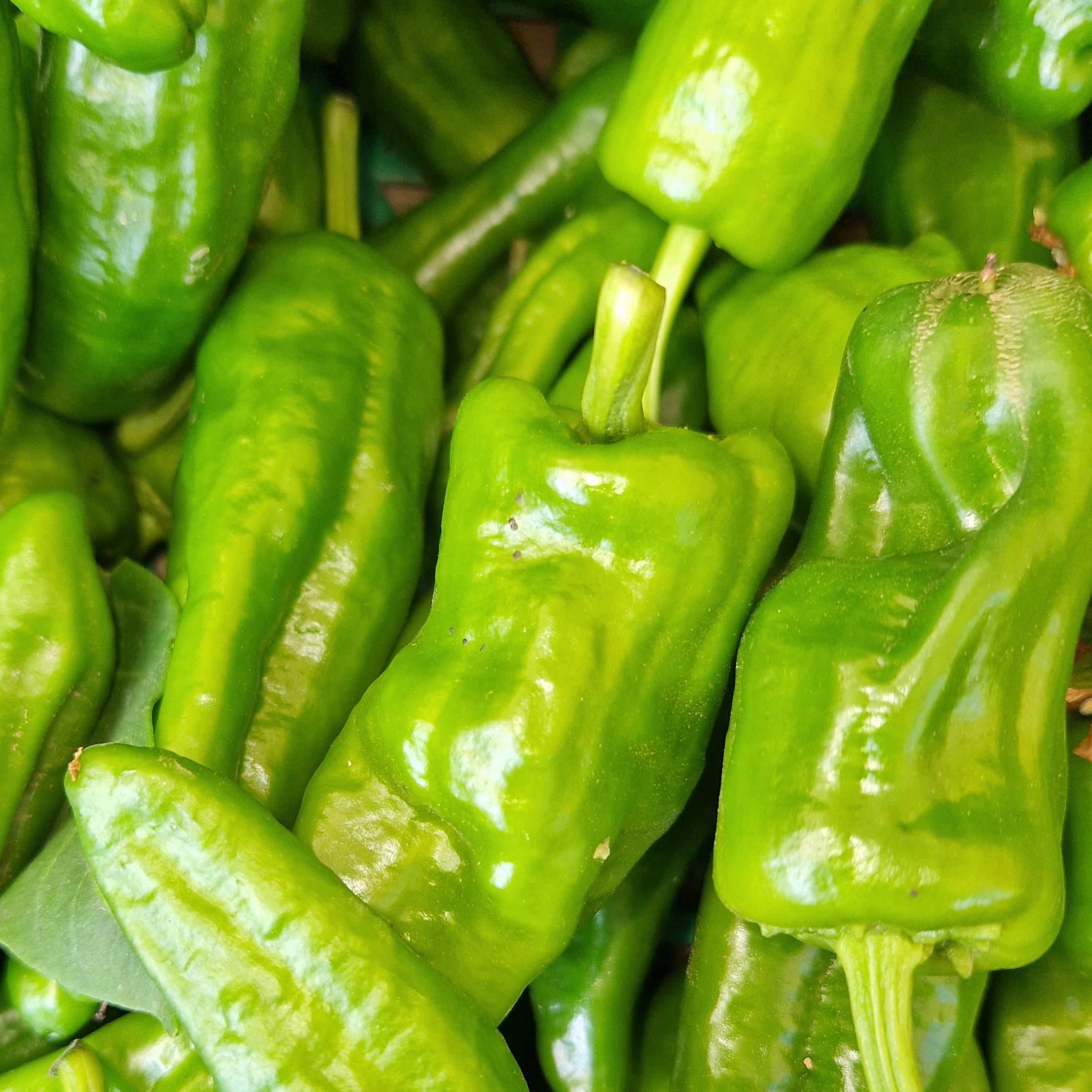 PADRON