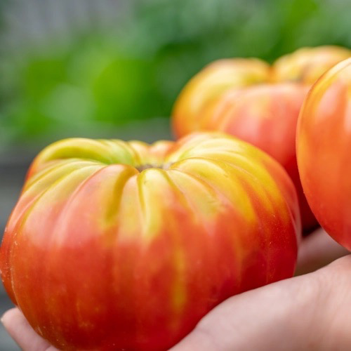 TOMATE German gold Bio