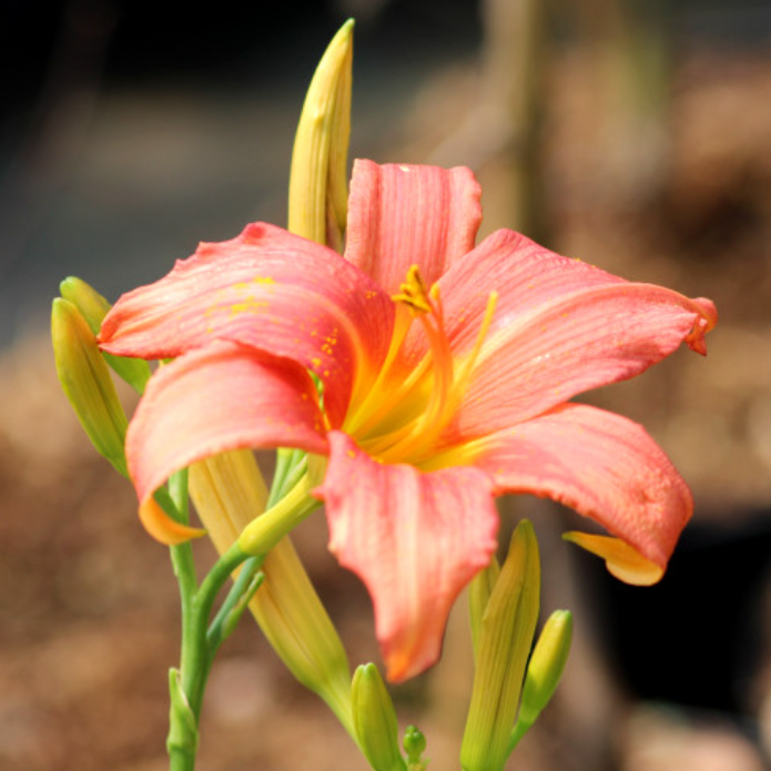 Hémérocalle / lys d’un jour 'Pink Damask' Pot 1,3L