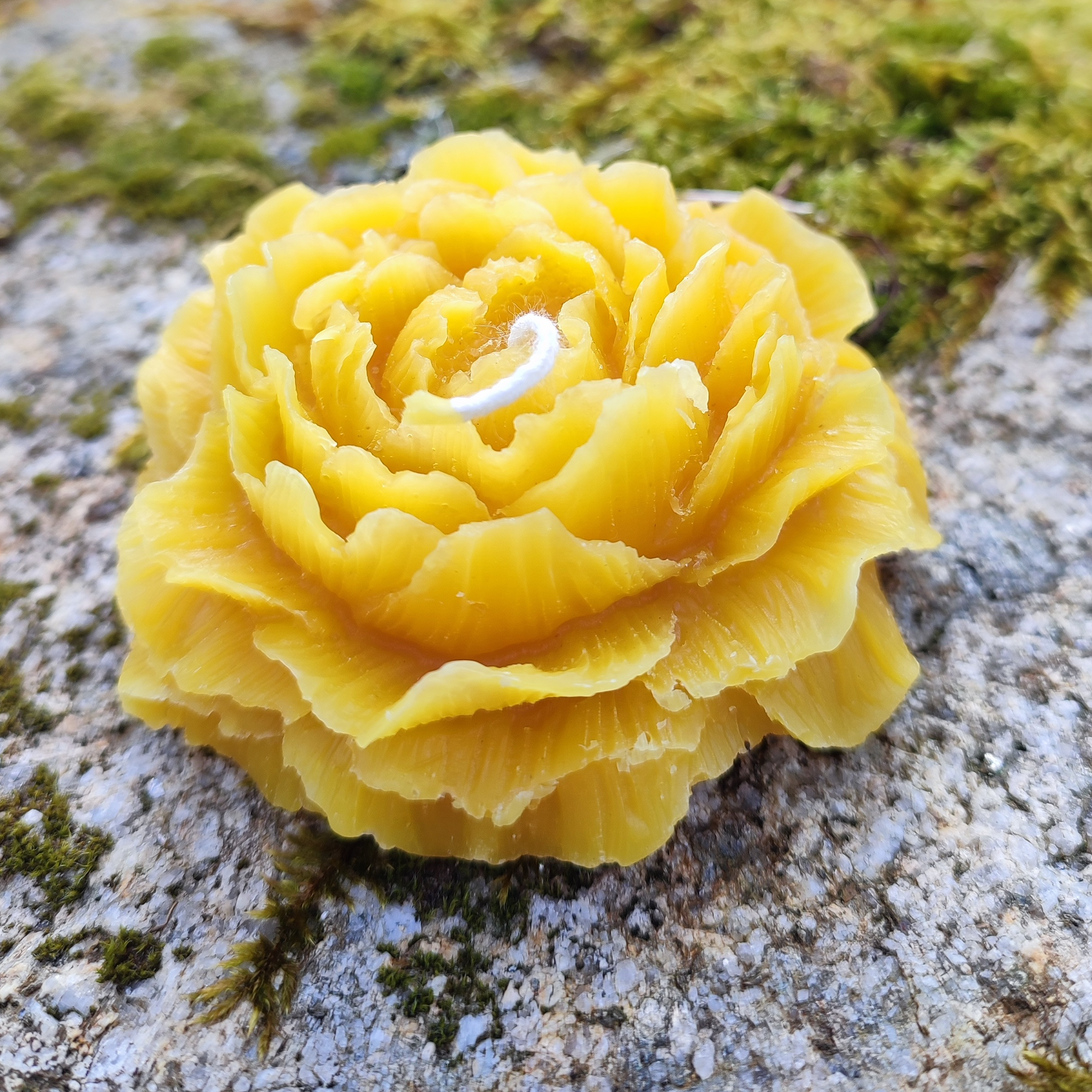 Fleur de pivoine