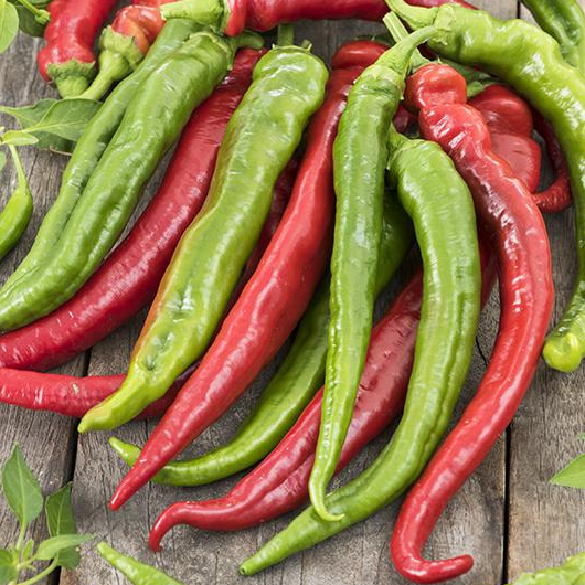 Plant - Piment doux des Landes
