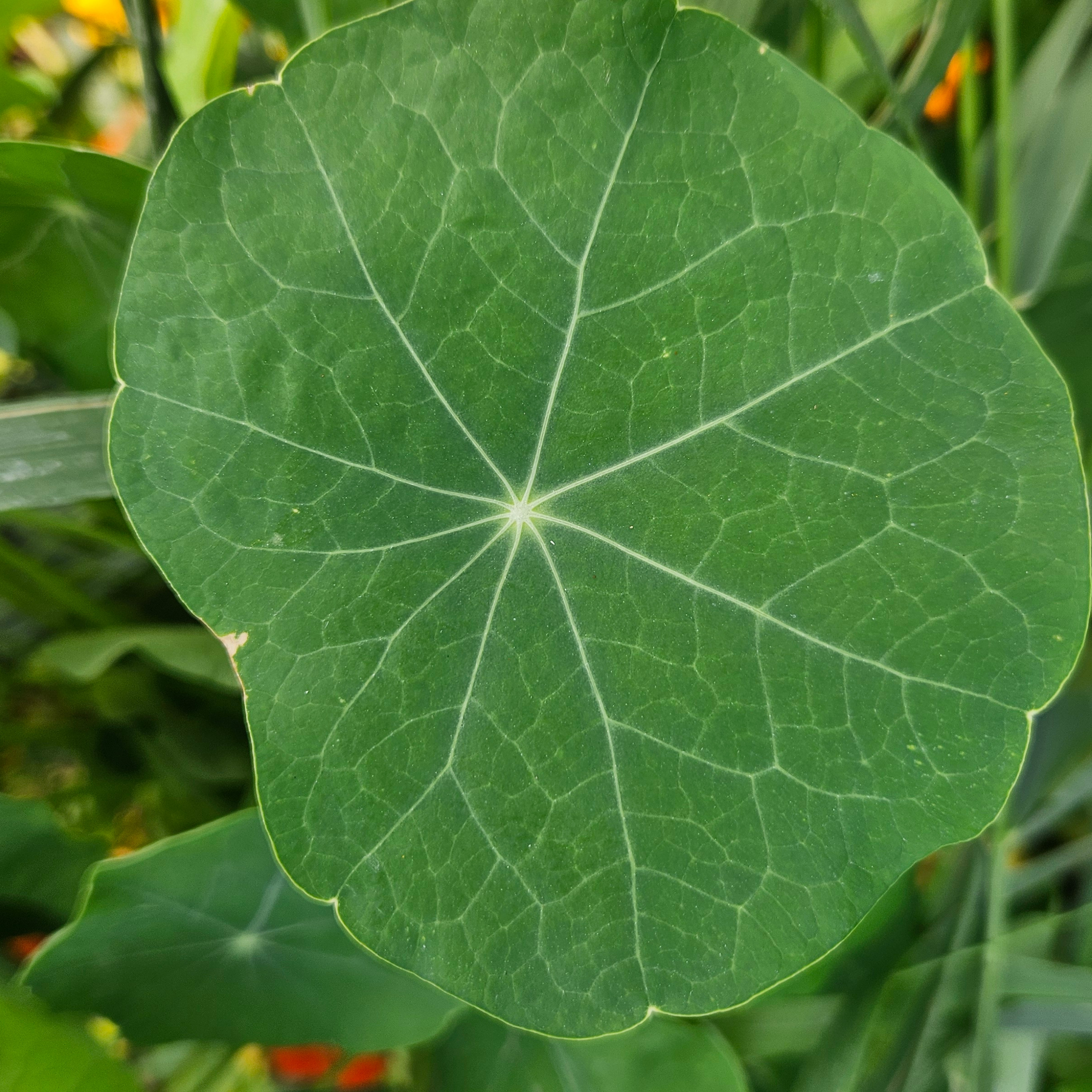 Capucine feuille vrac