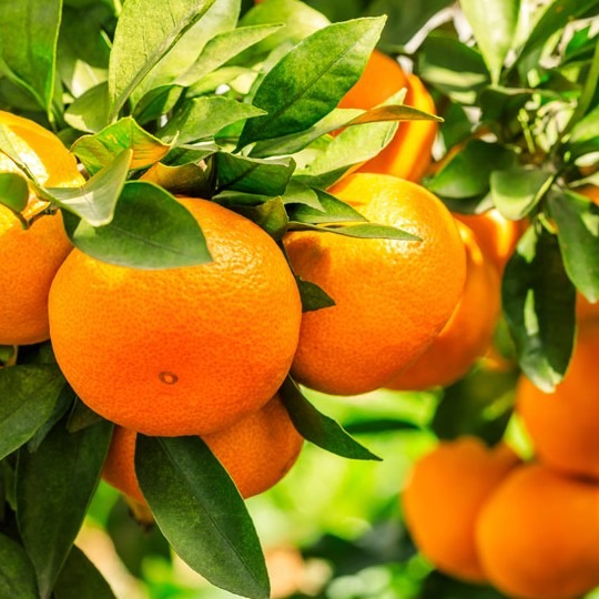 ORANGE FEUILLE SAINT NICOLA - 600g