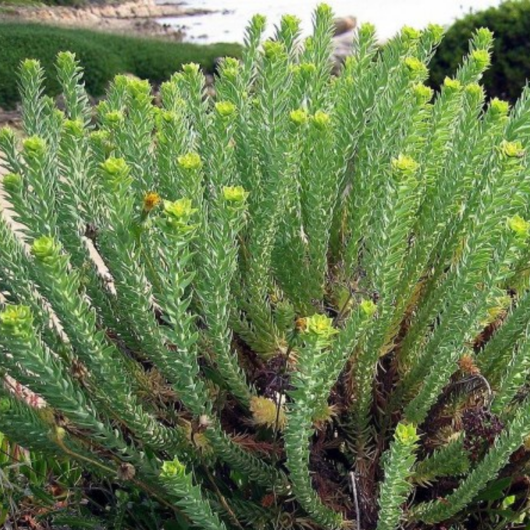 Euphorbia pithyusa