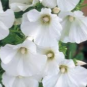 Fleurs de lavatére Blanc (par 15)