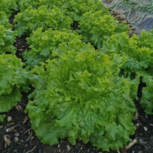 Salade moyenne
