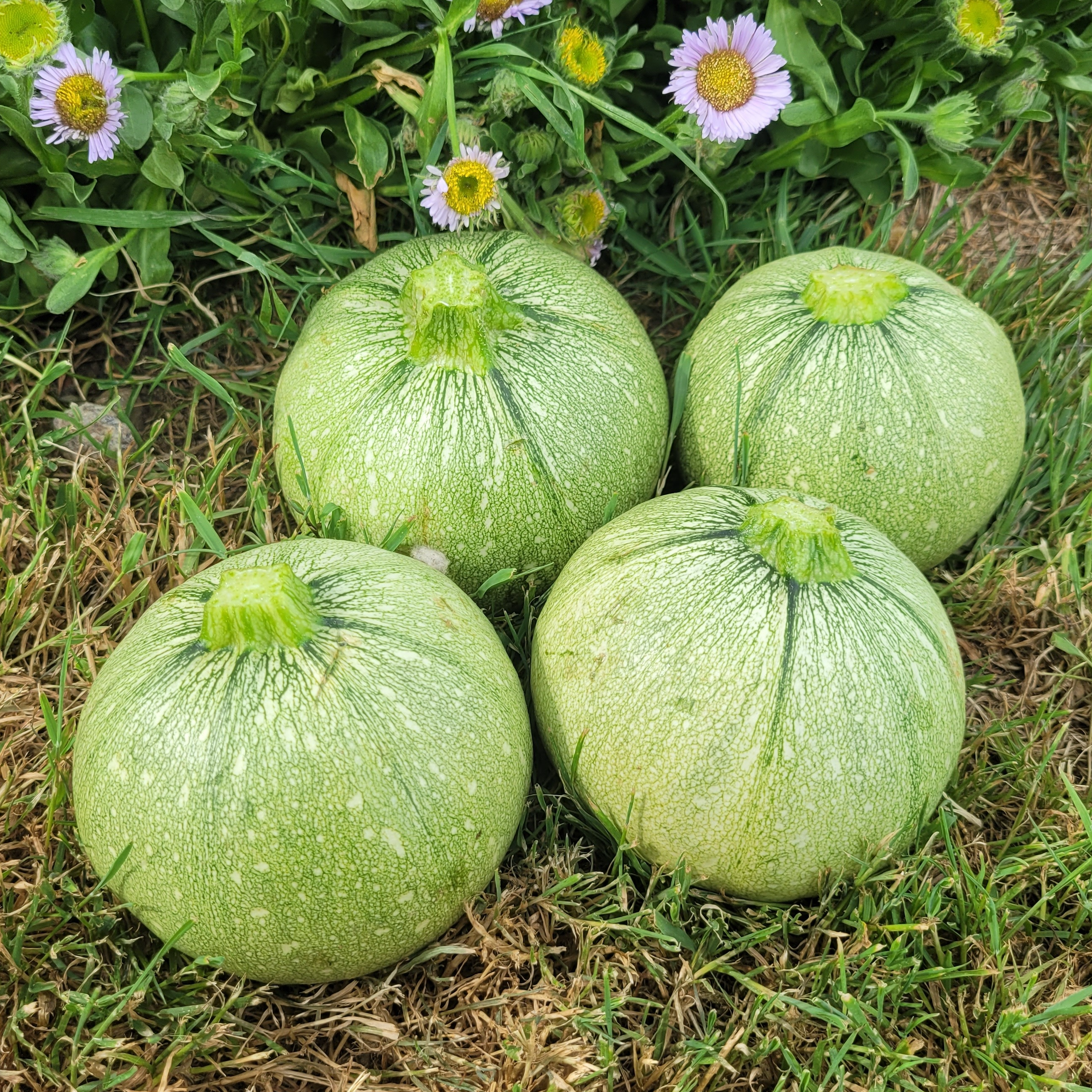 Courgette ronde verte - 1,5kg