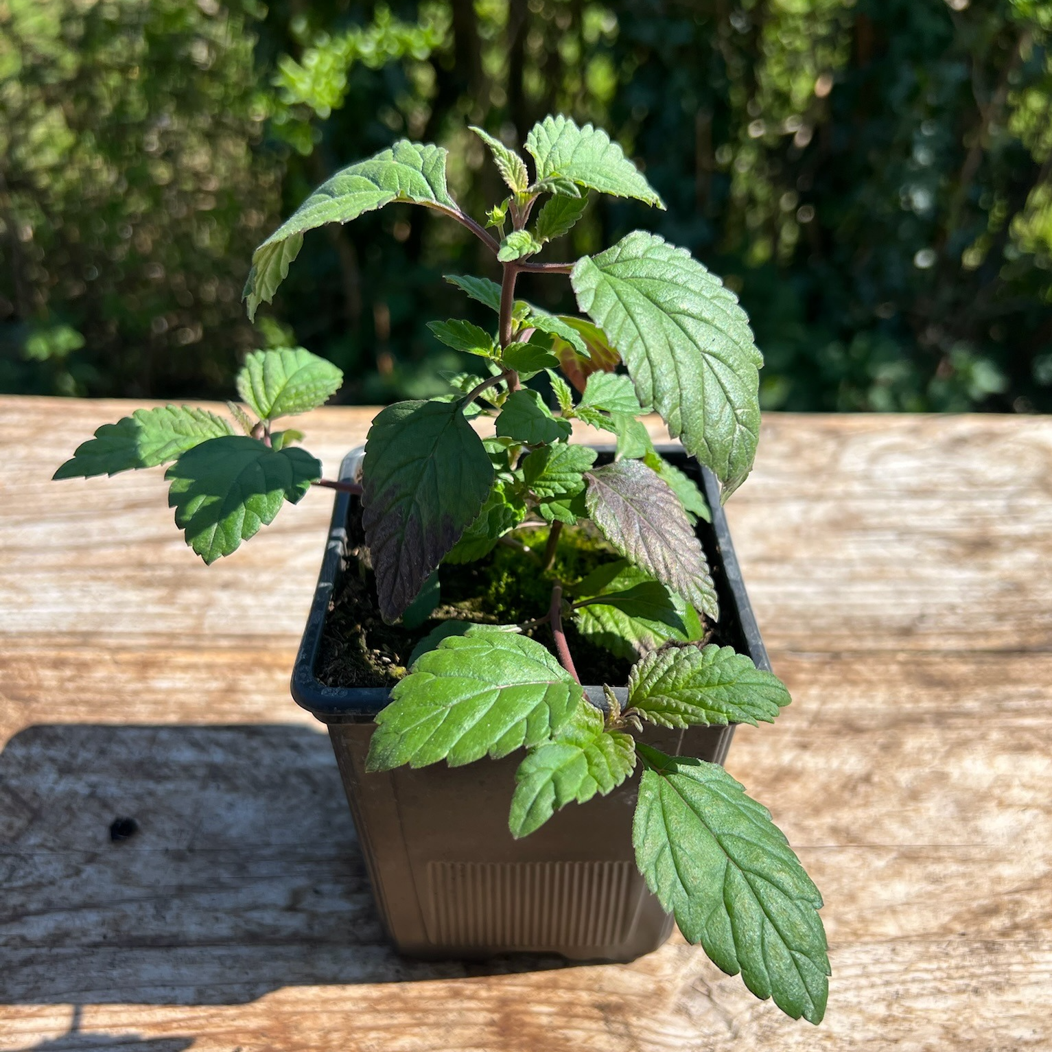 Plant Verveine Douce Bio - 650g