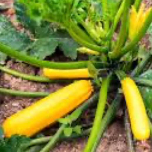 Courgette jaune