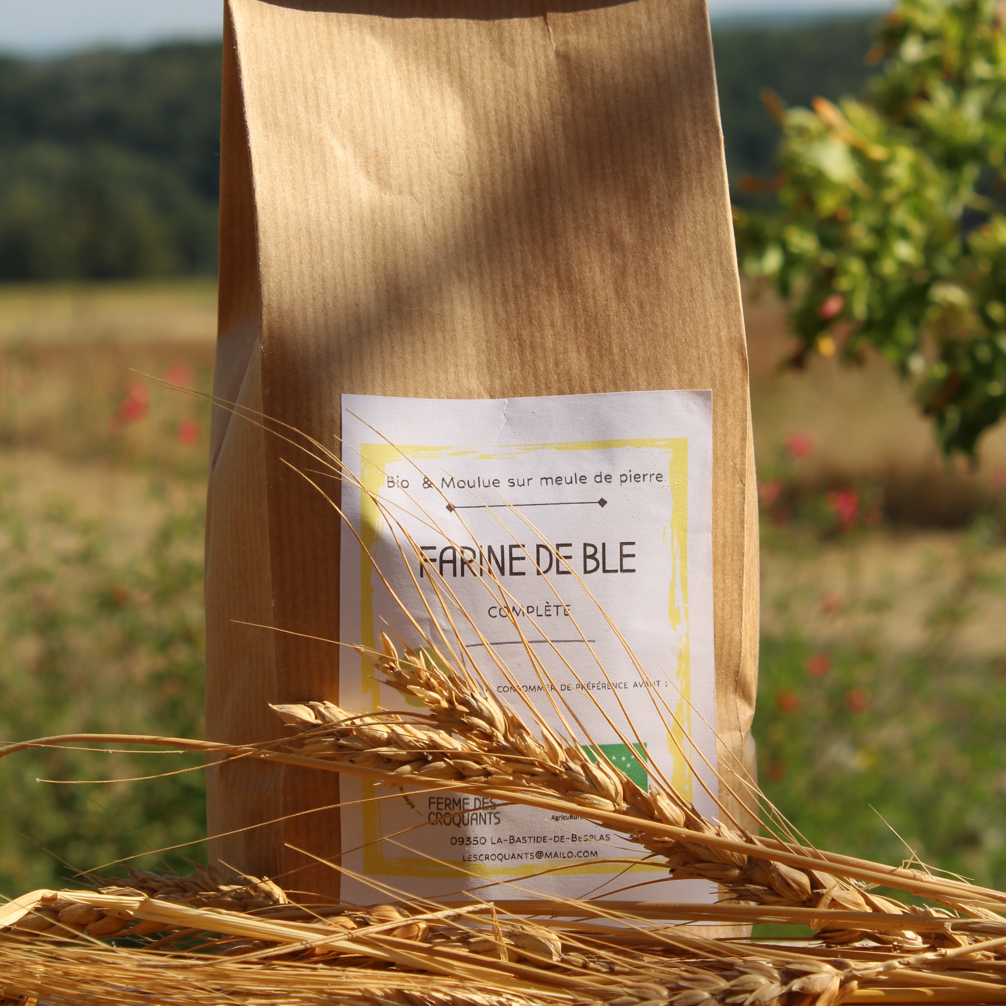 Farine de blé - complète