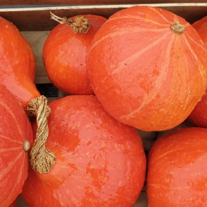 Plant Potimarron Orange - 150g