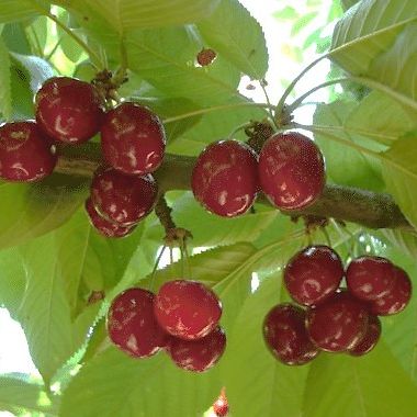 Cerisier - Prunus avium "Lapins"