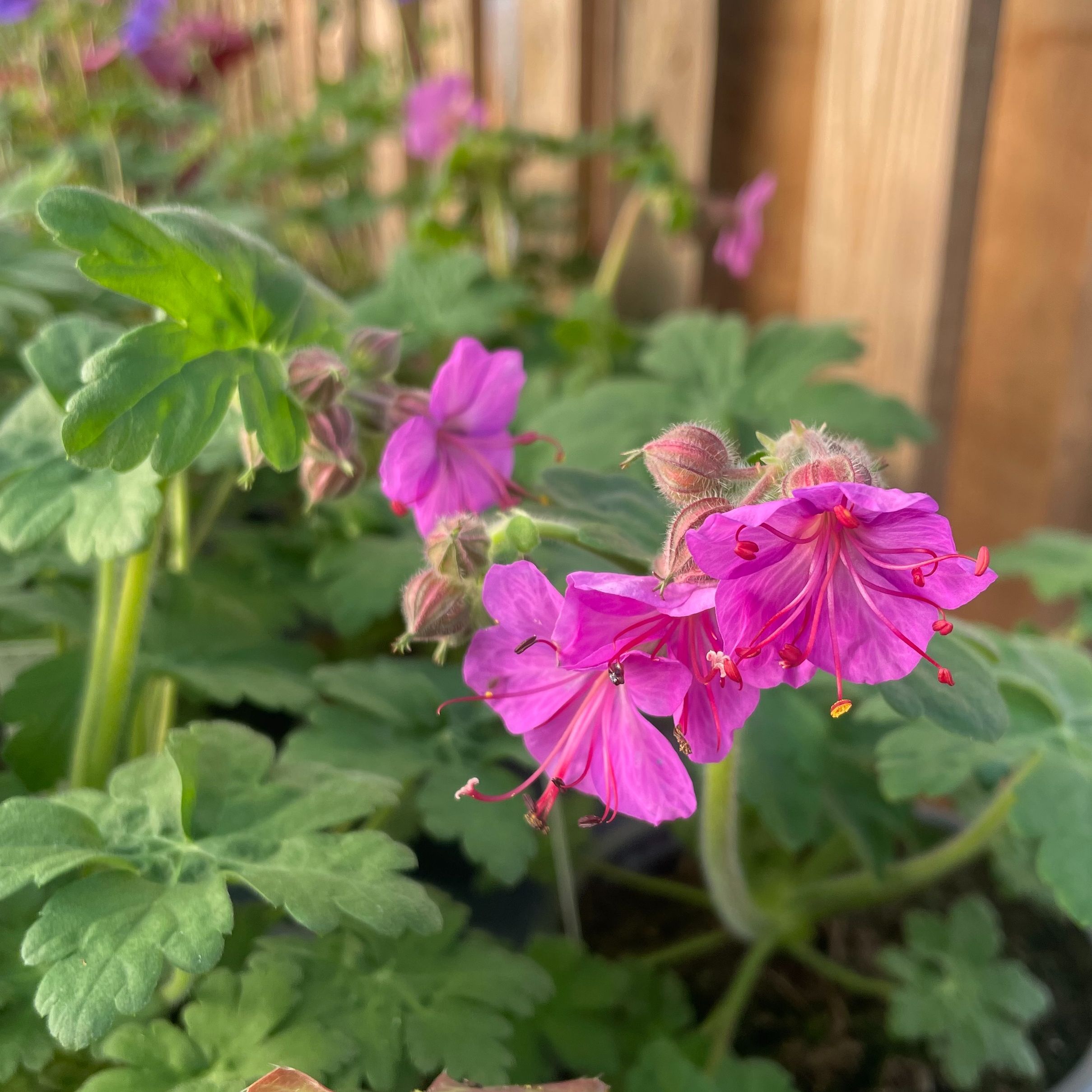 Geranium macrorrhizum