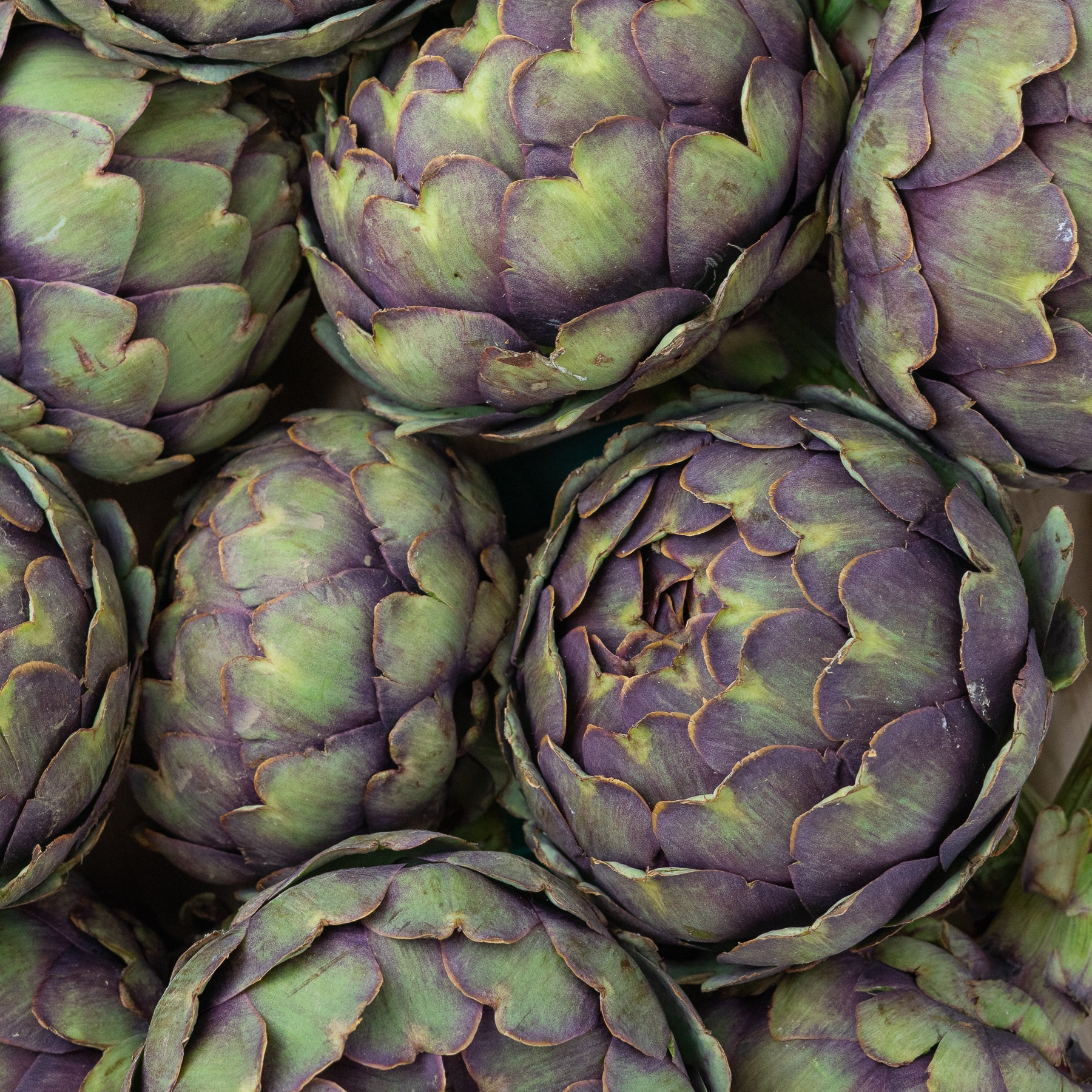 Artichaut violet - 500g