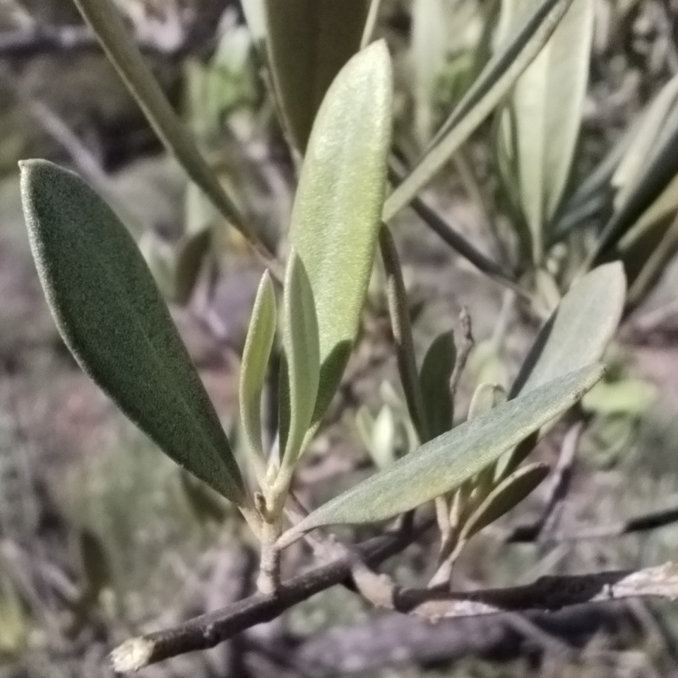 Gemmothérapie Olivier - 30ml