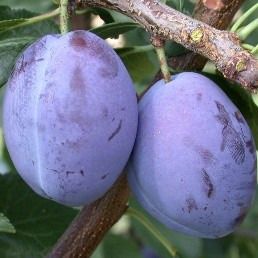 Prunier - Prunus domestica "Quetsche d'Alsace"