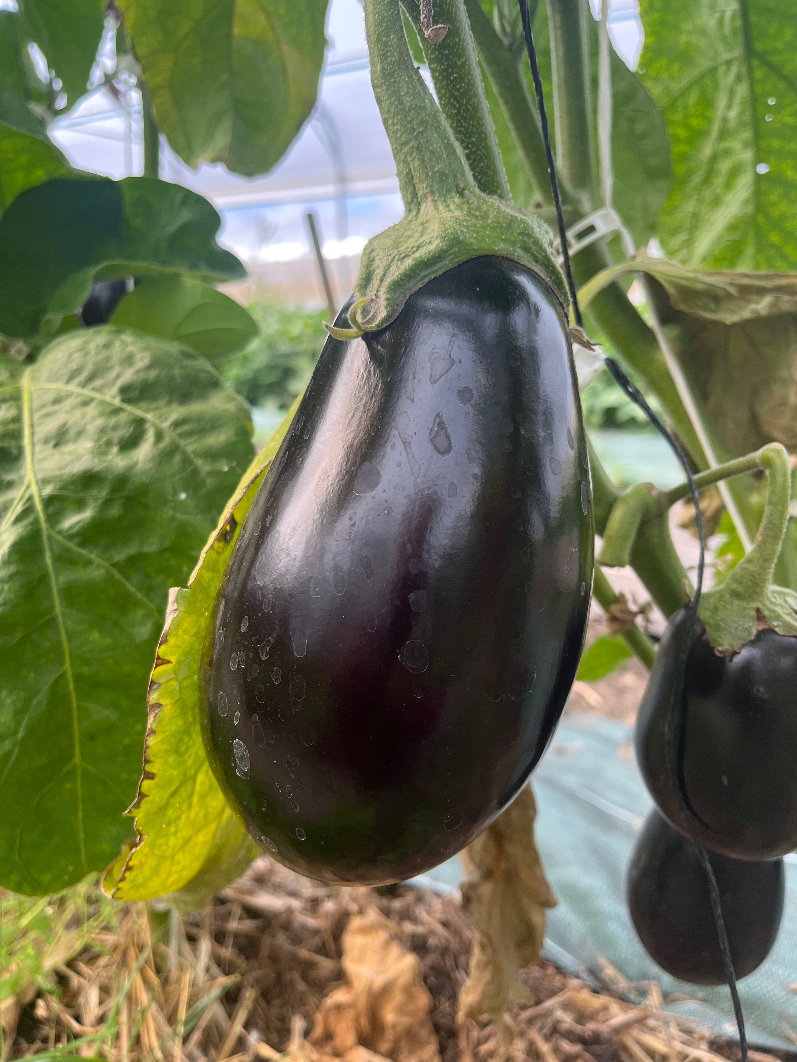 Aubergine bio