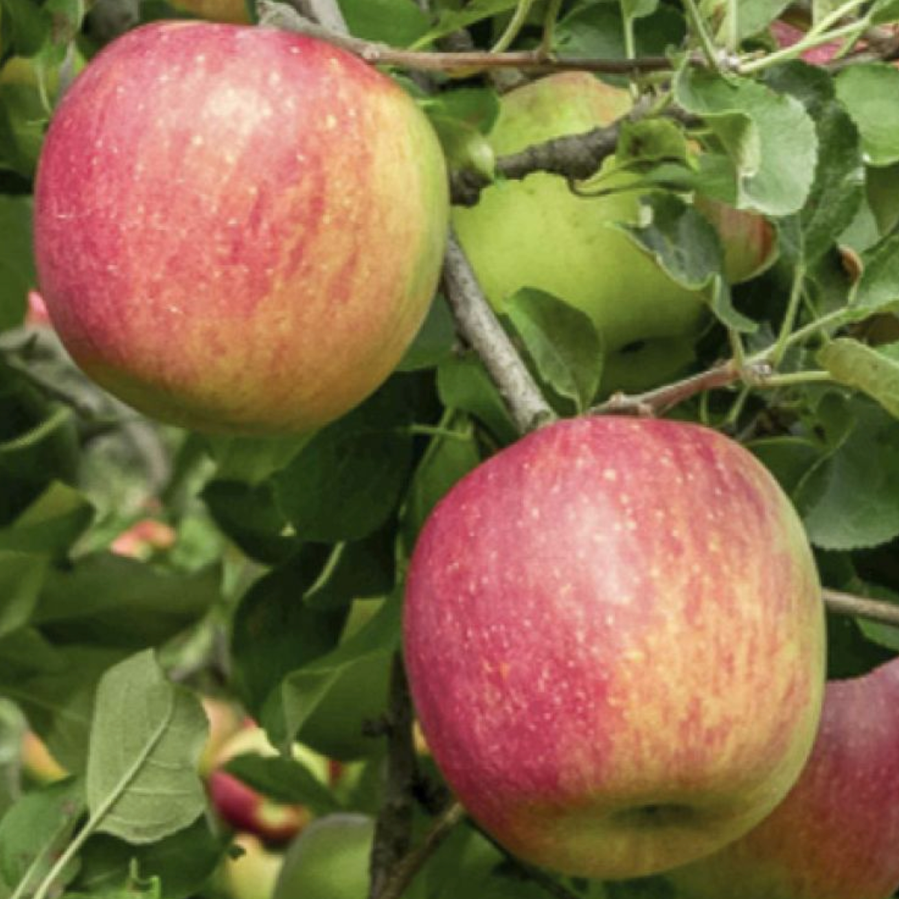 Pommier 'Gravenstein' / Em7 Racines nues