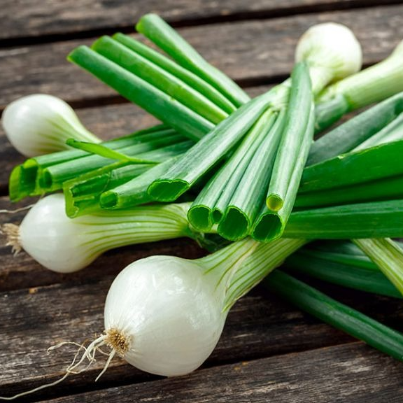 Oignons nouveaux botte