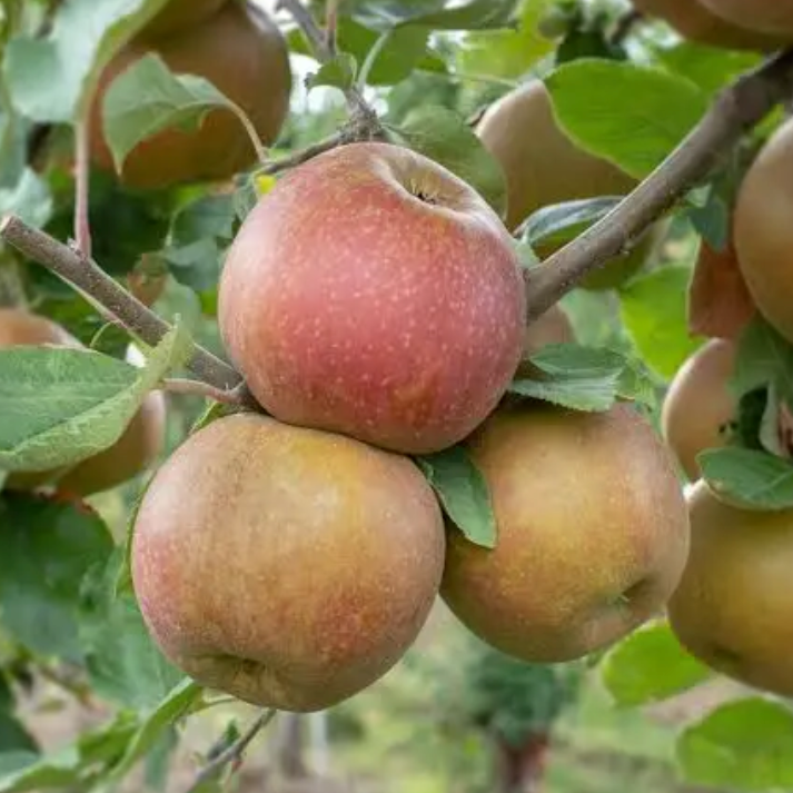 Pommier 'Belle de Boskoop' / Bittenfelder Racines nues