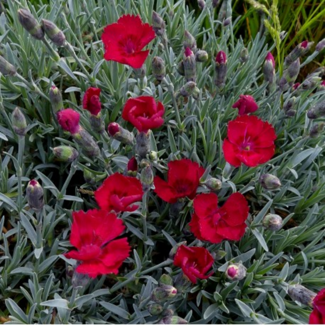Dianthus gratianopolitanus bombardier