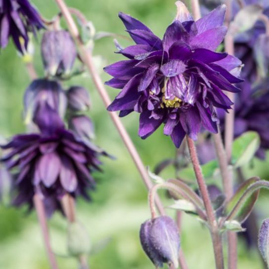 Ancolie Blue Barlow / Aquilegia stellata Barlow